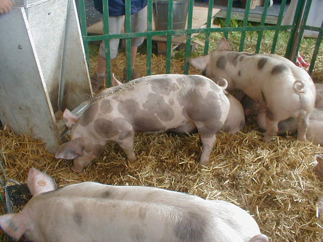 Piétrain