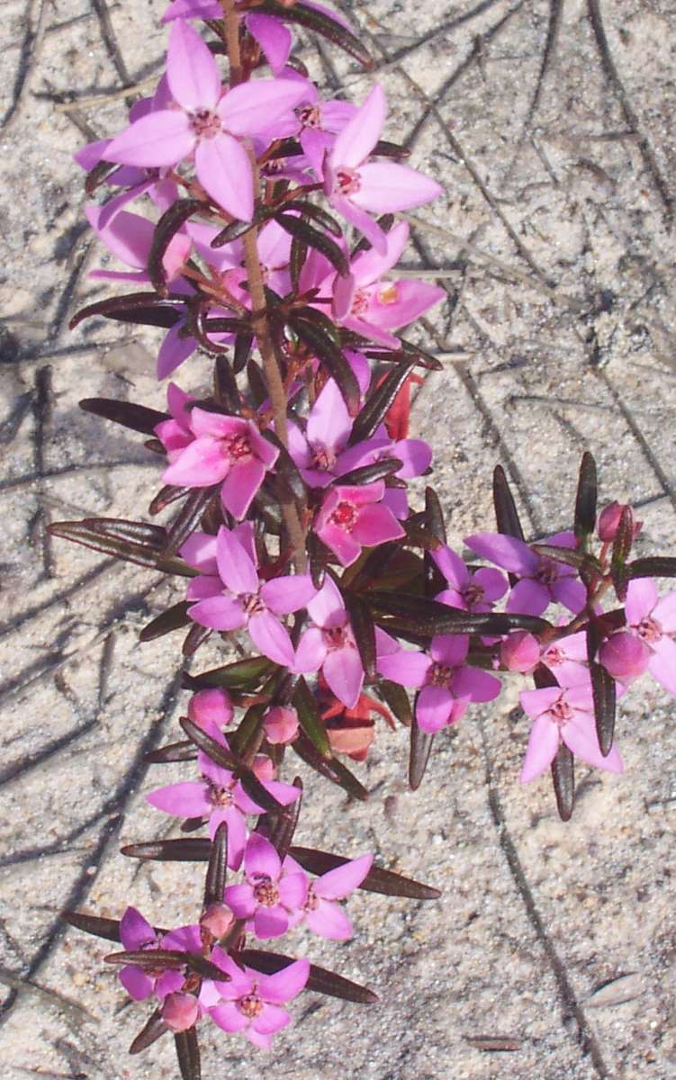 Boronia ledifolia