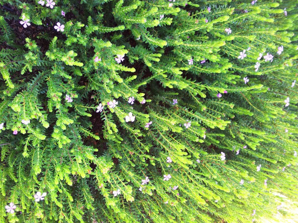 Acmadenia mundiana