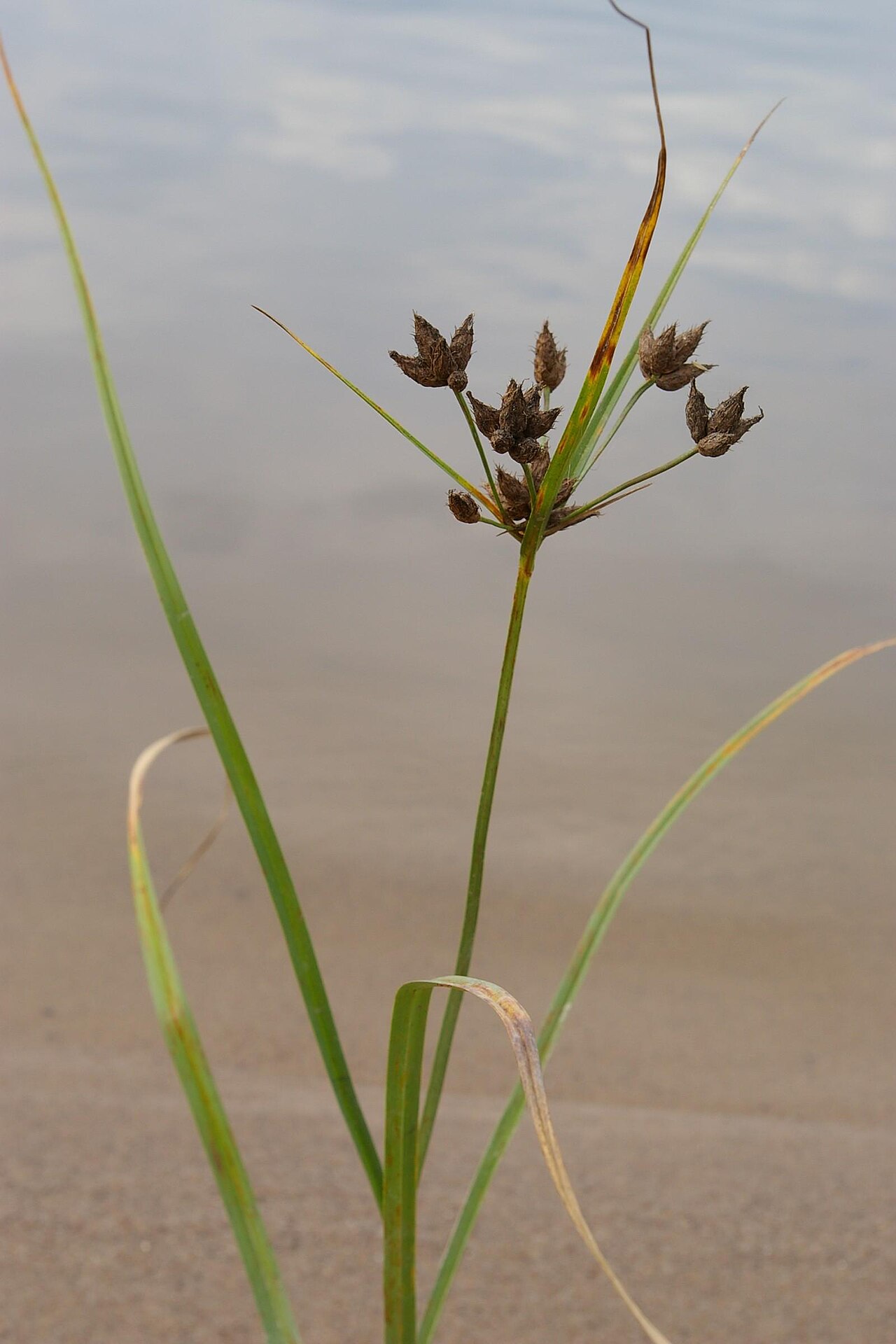 Bolboschoenus laticarpus