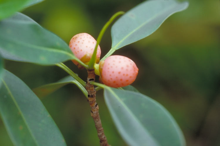 Red stipule fig