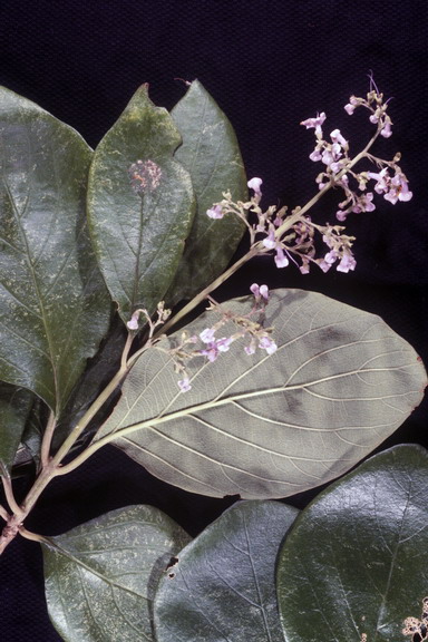Cornutia