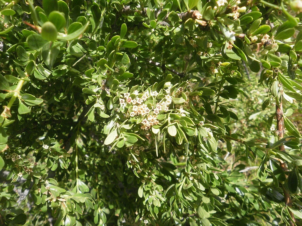 Discaria trinervis