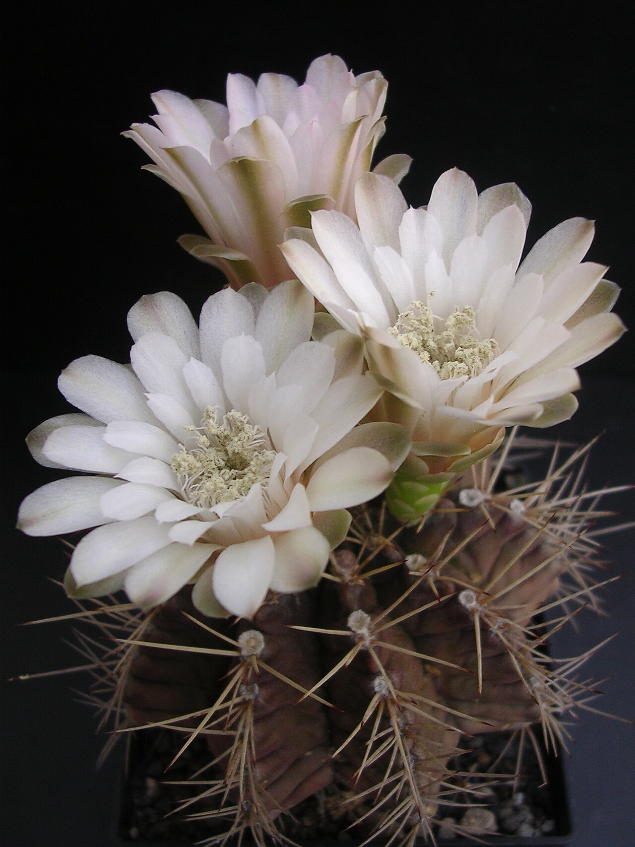 Gymnocalycium mihanovichii