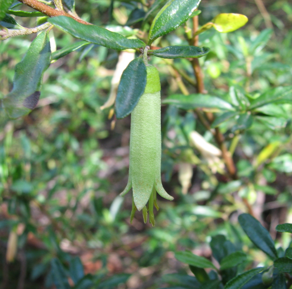 Correa glabra