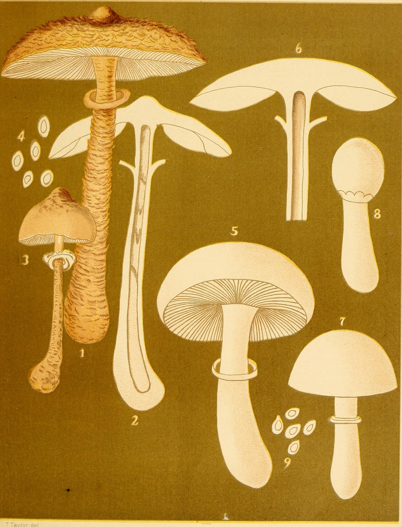 Leucoagaricus leucothites