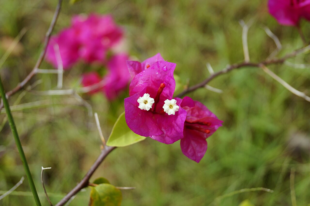 Great bougainvillea