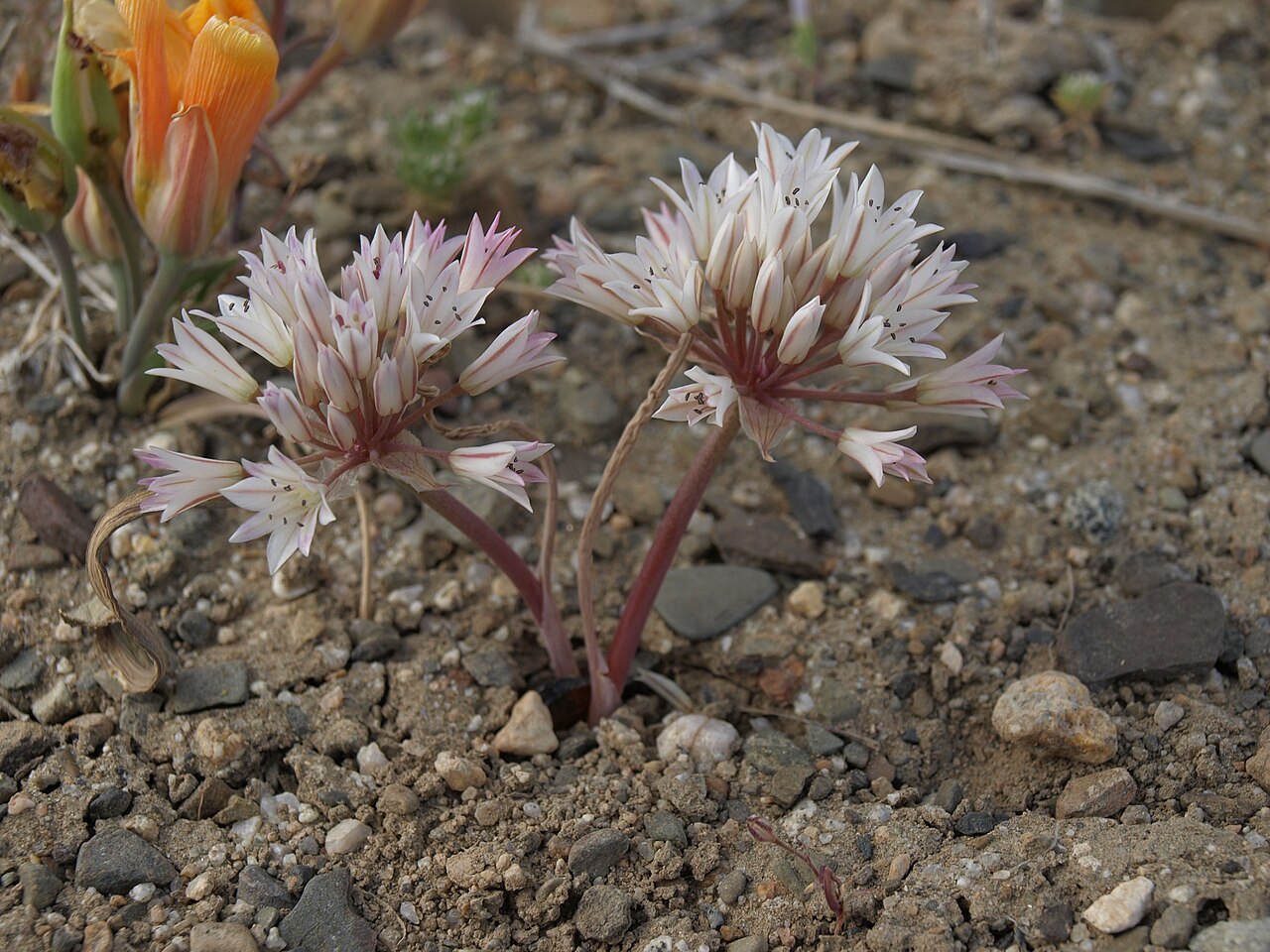 Allium atrorubens