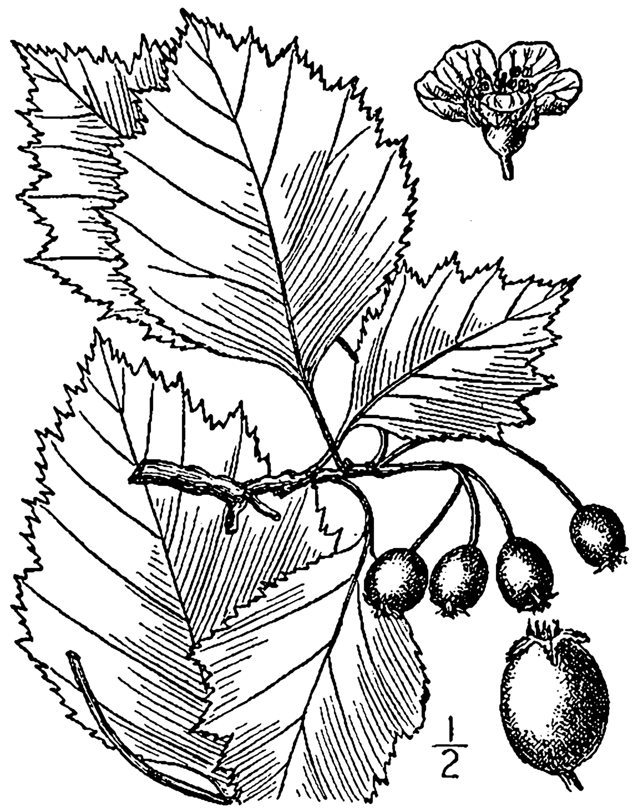 Crataegus brainerdii