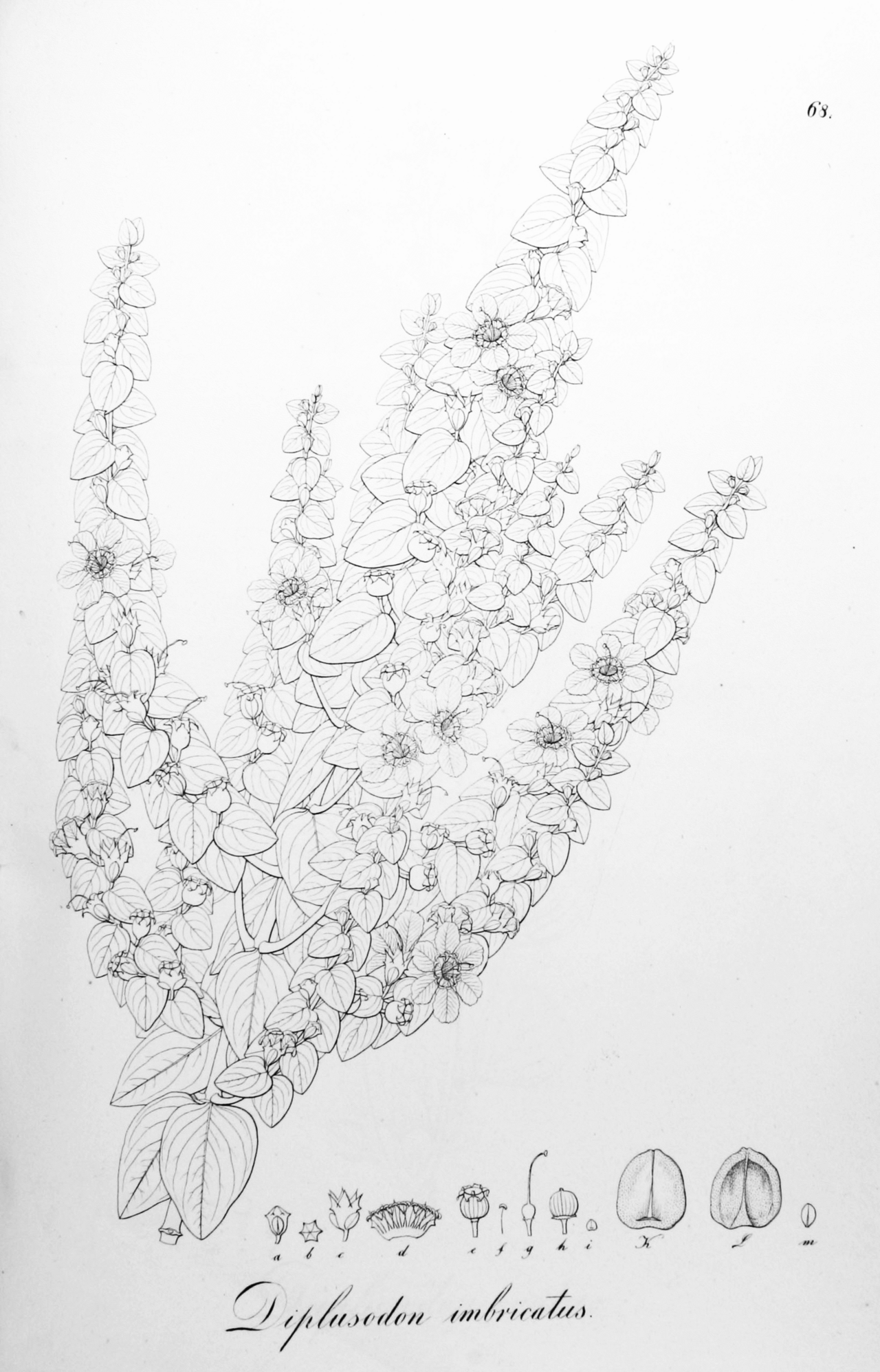 Diplusodon imbricatus