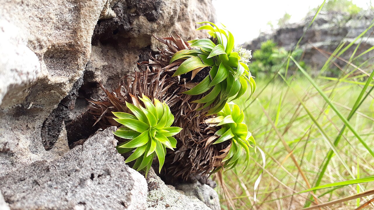 Navia acaulis