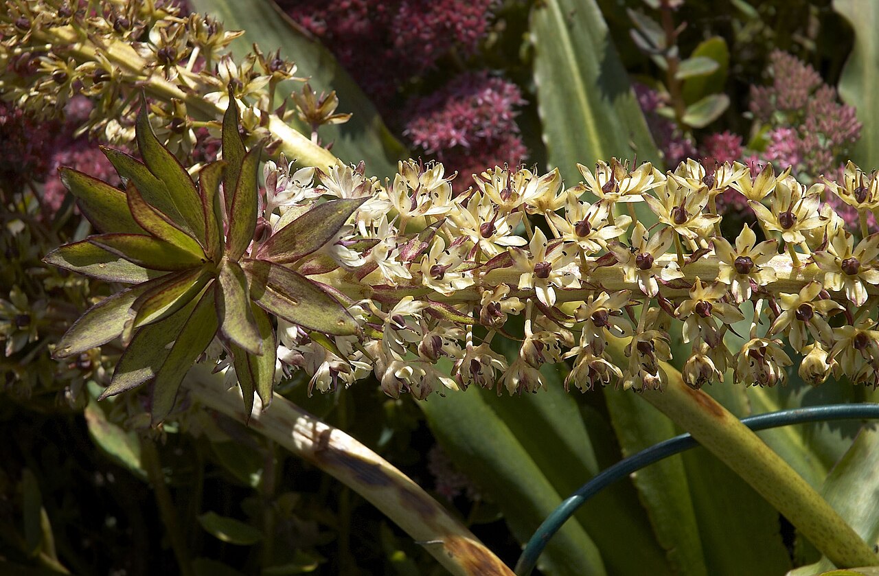 Eucomis comosa