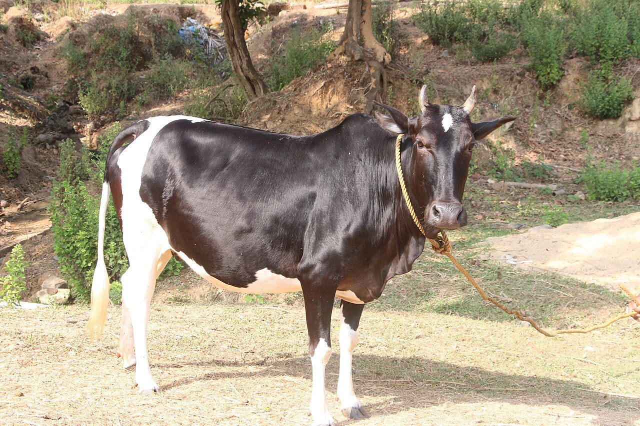 Ponwar cattle