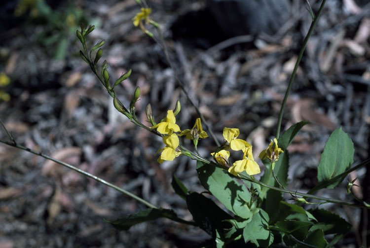 Goodenia decurrens
