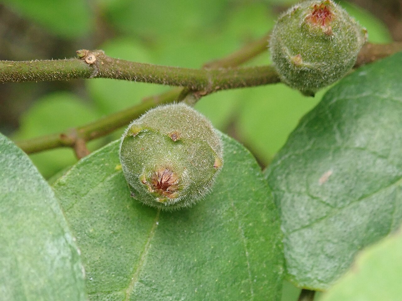Sandpaper fig or creek sandpaper fig