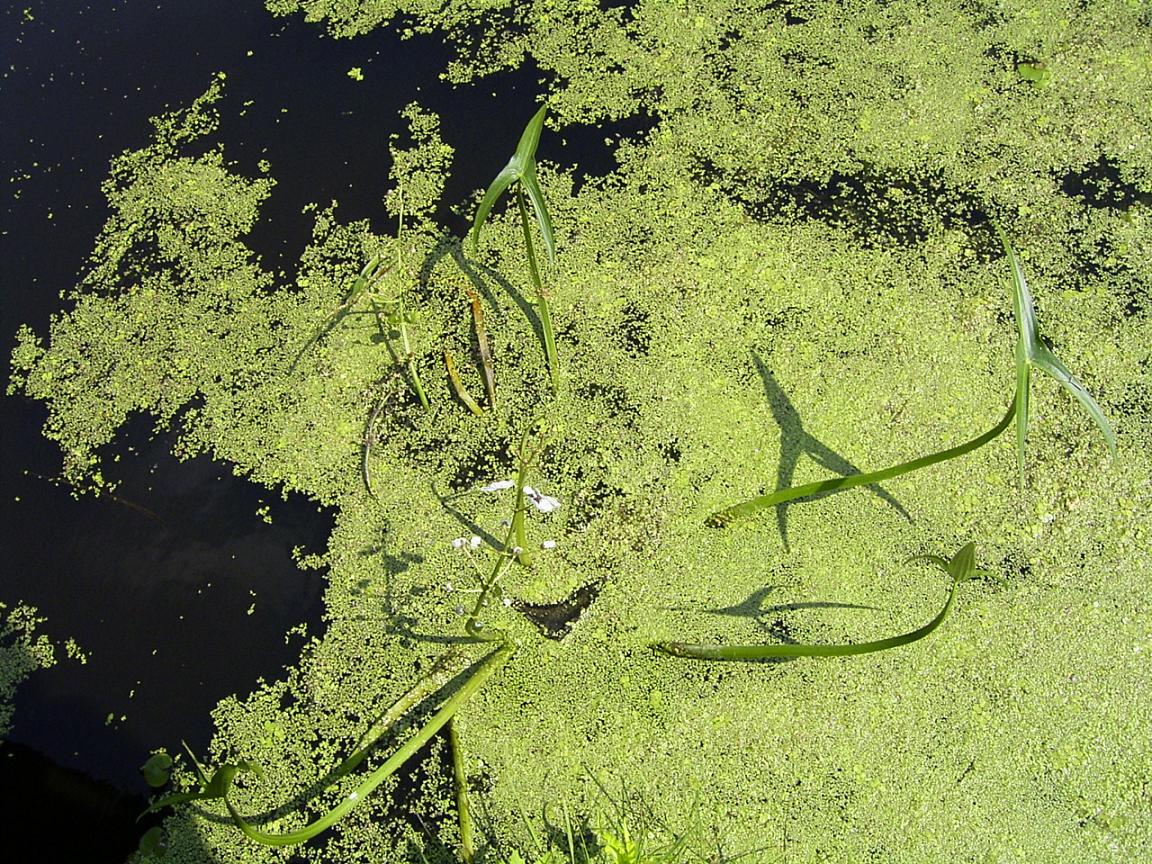 Sagittaria sagittifolia