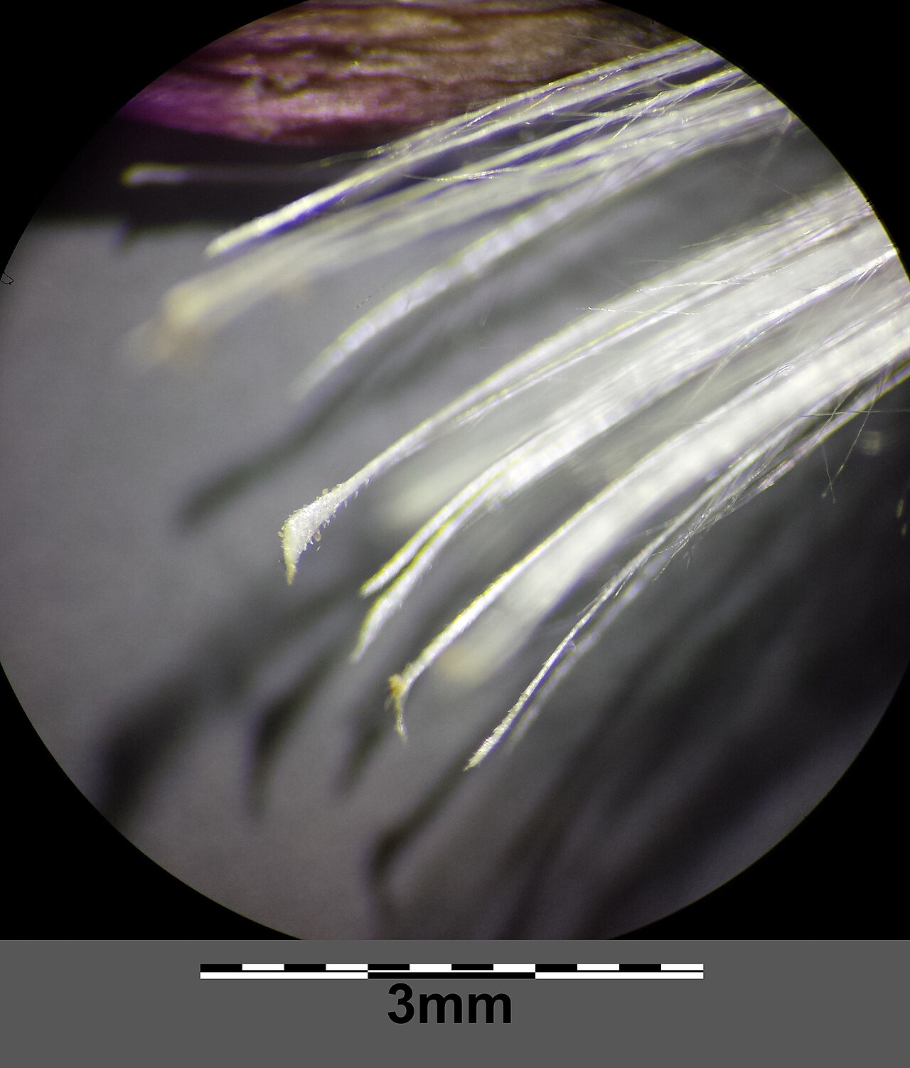 Cirsium canum