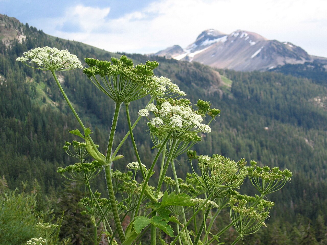 Cow parsnip