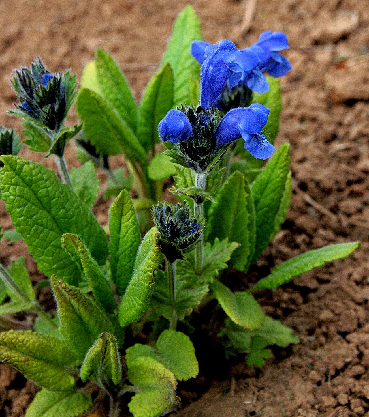 Dracocephalum grandiflorum