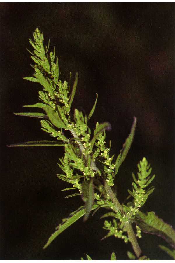 Dysphania