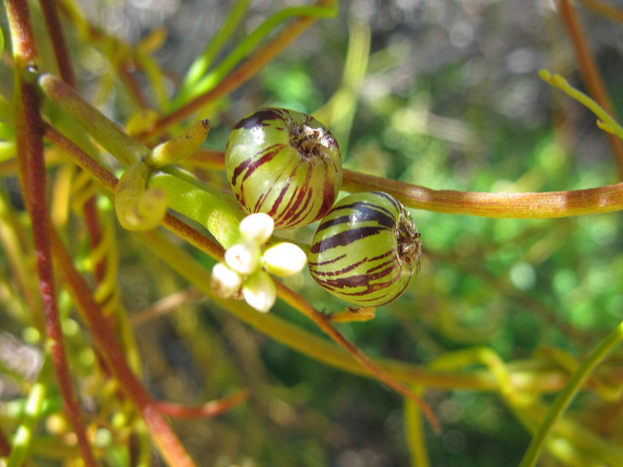 Cassytha melantha