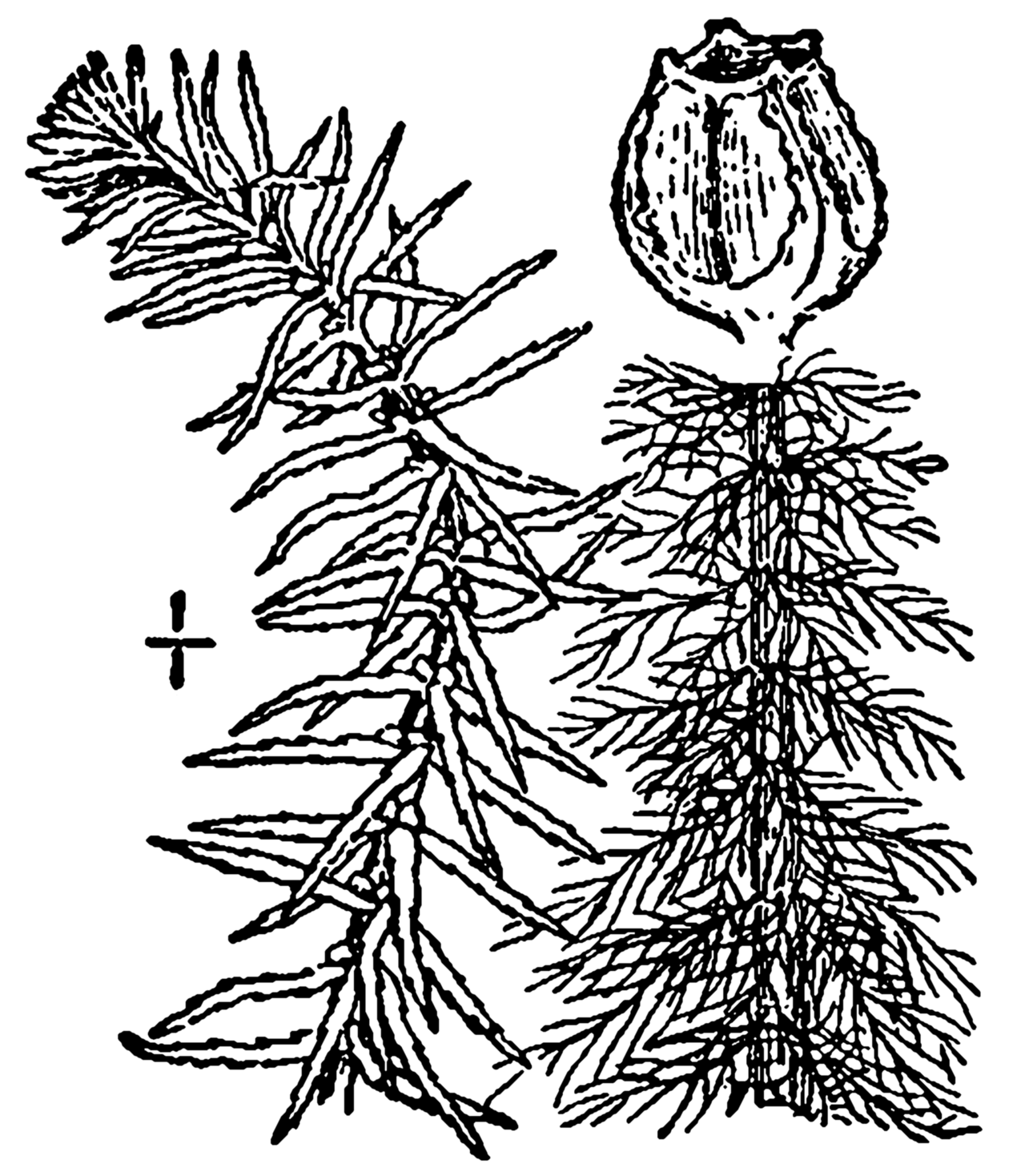 Myriophyllum pinnatum
