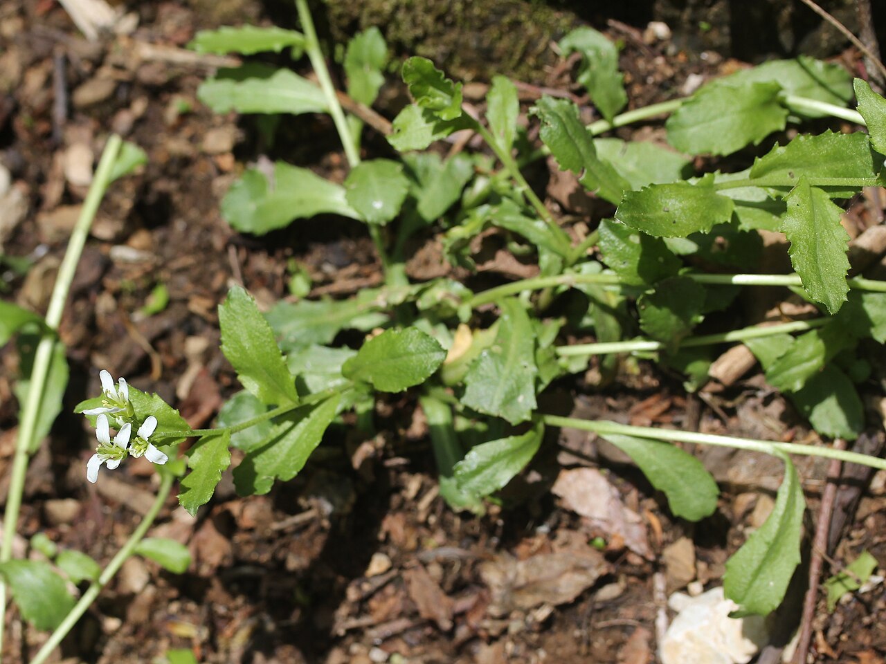 Arabis flagellosa