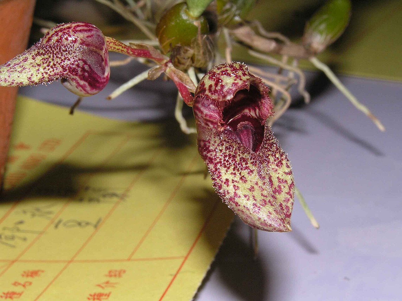 Bulbophyllum agastor