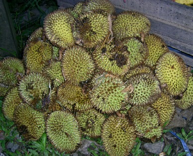 Durio kutejensis
