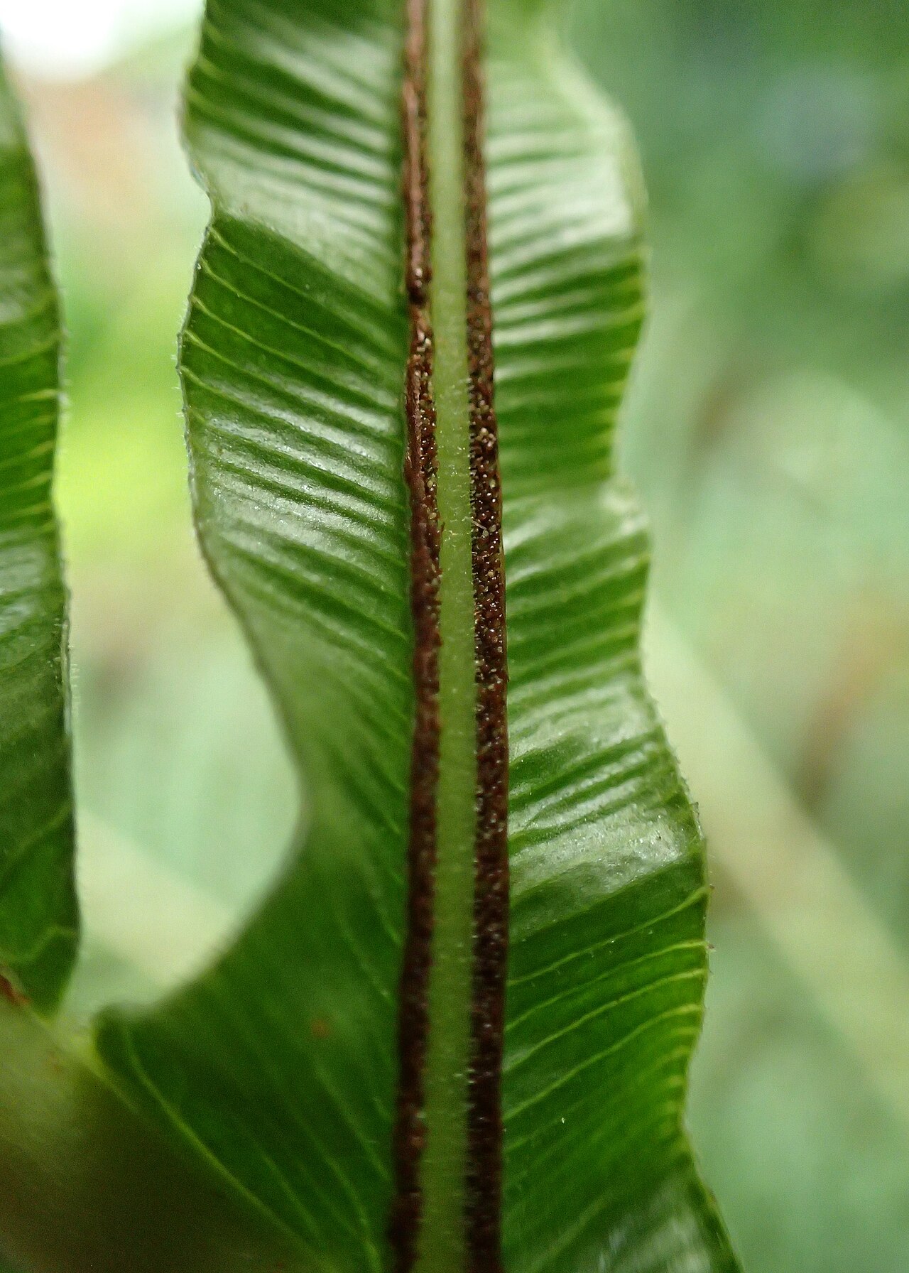 Blechnum brasiliense