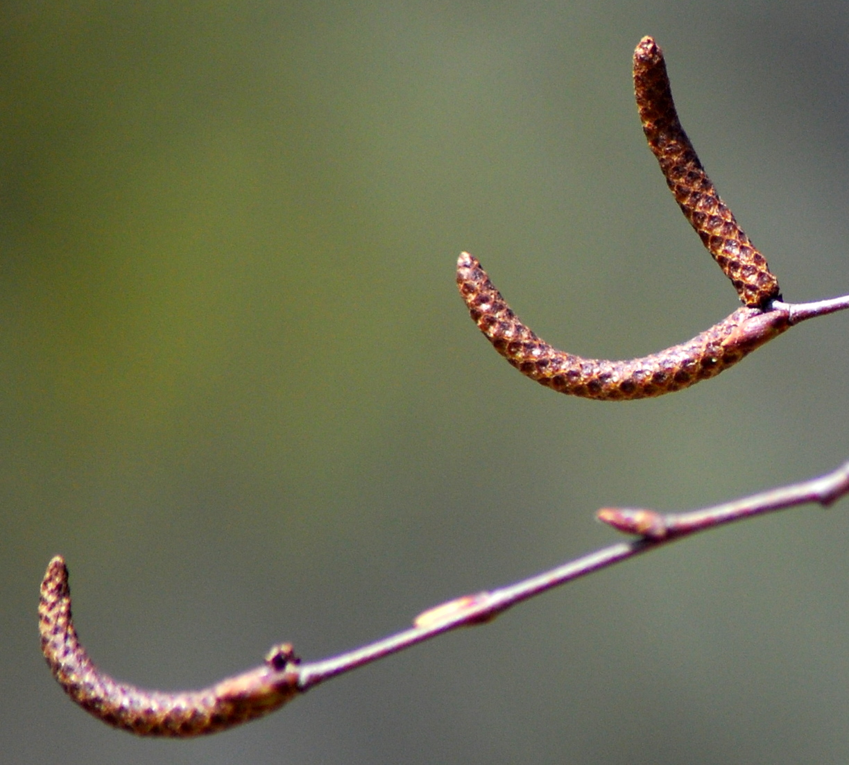 Betula platyphylla