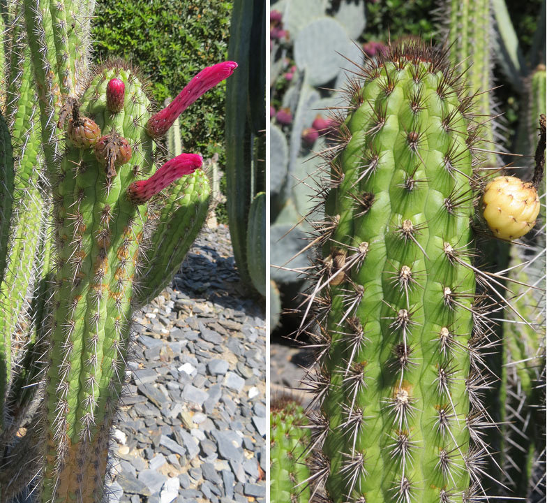 Cleistocactus plagiostoma