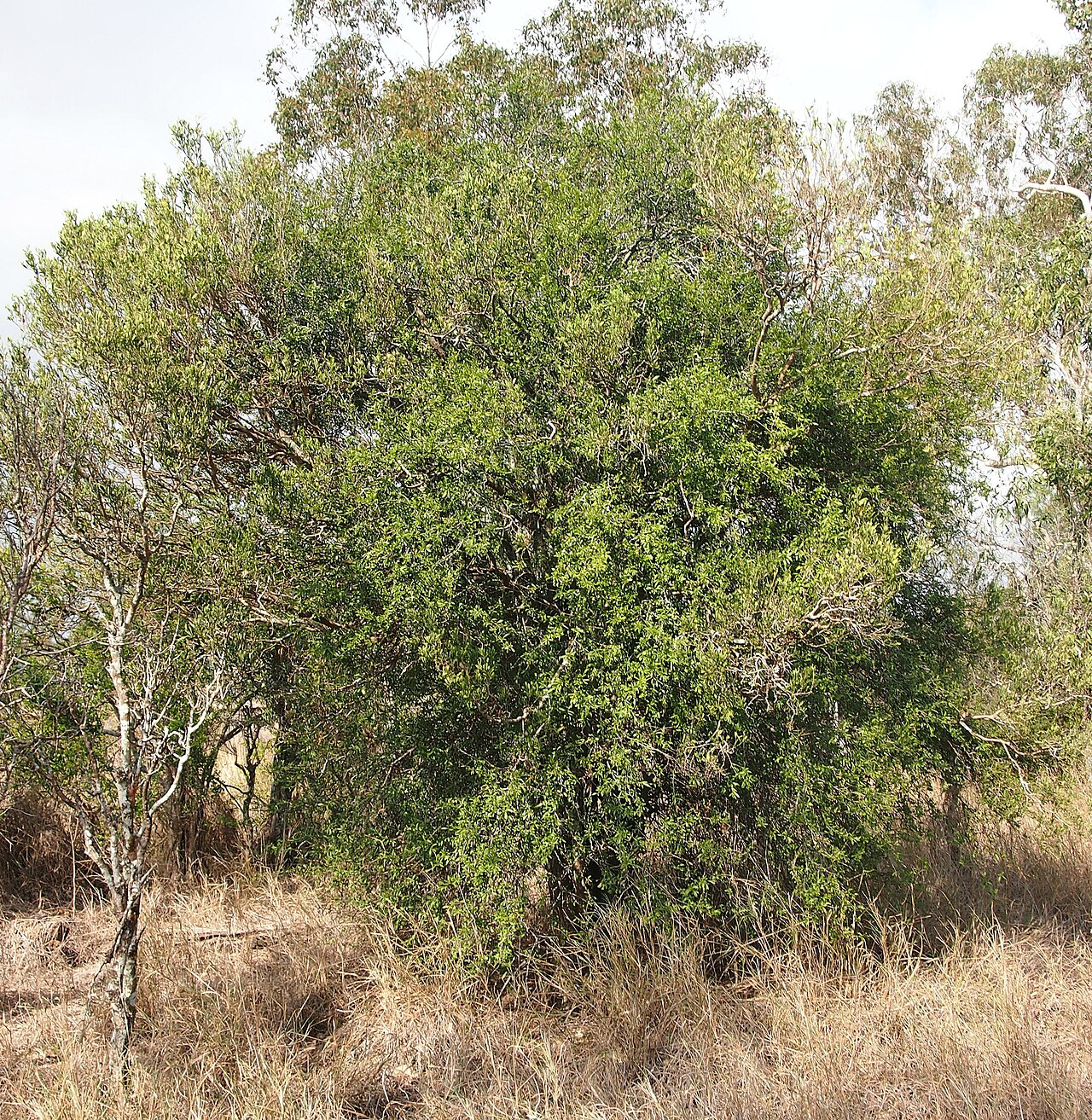 Alectryon diversifolius
