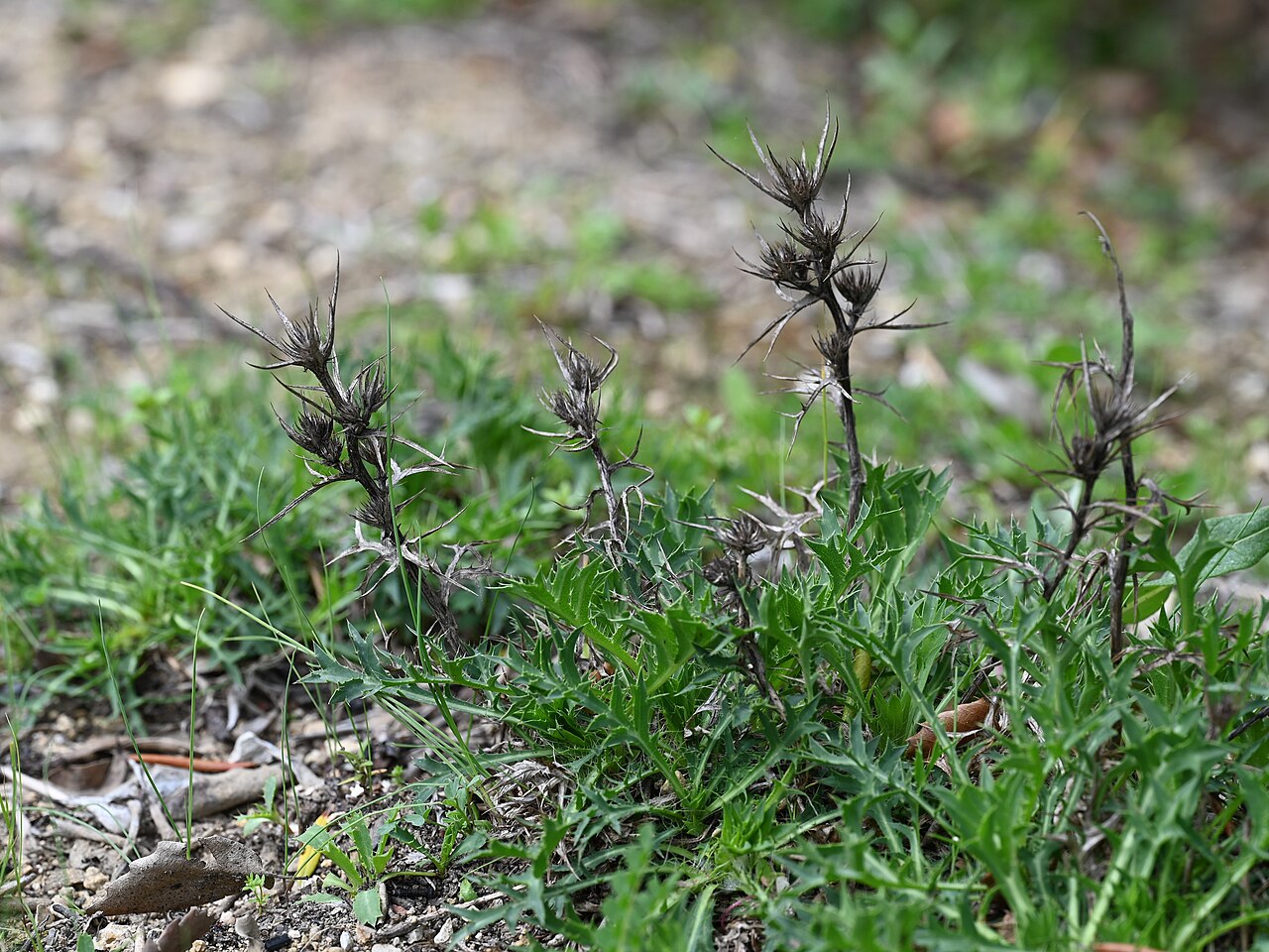 Eryngium dilatatum