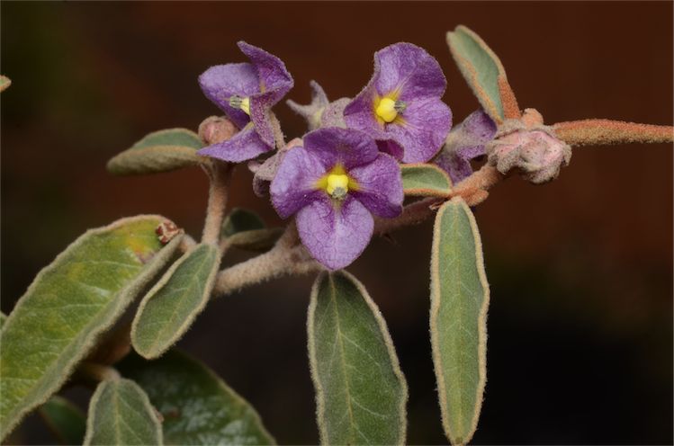 Seringia nephrosperma