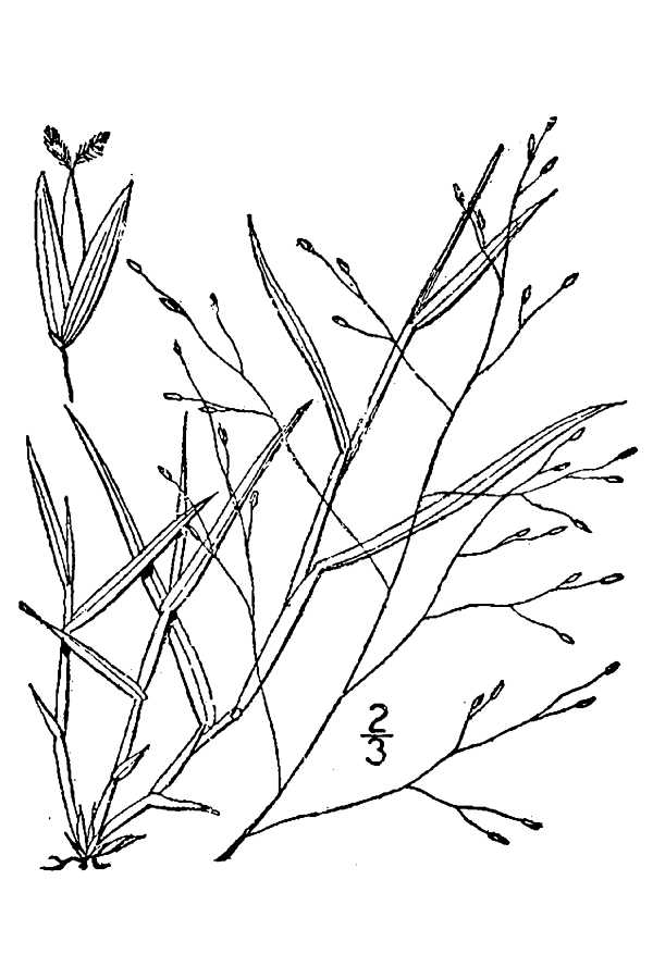 Digitaria cognata