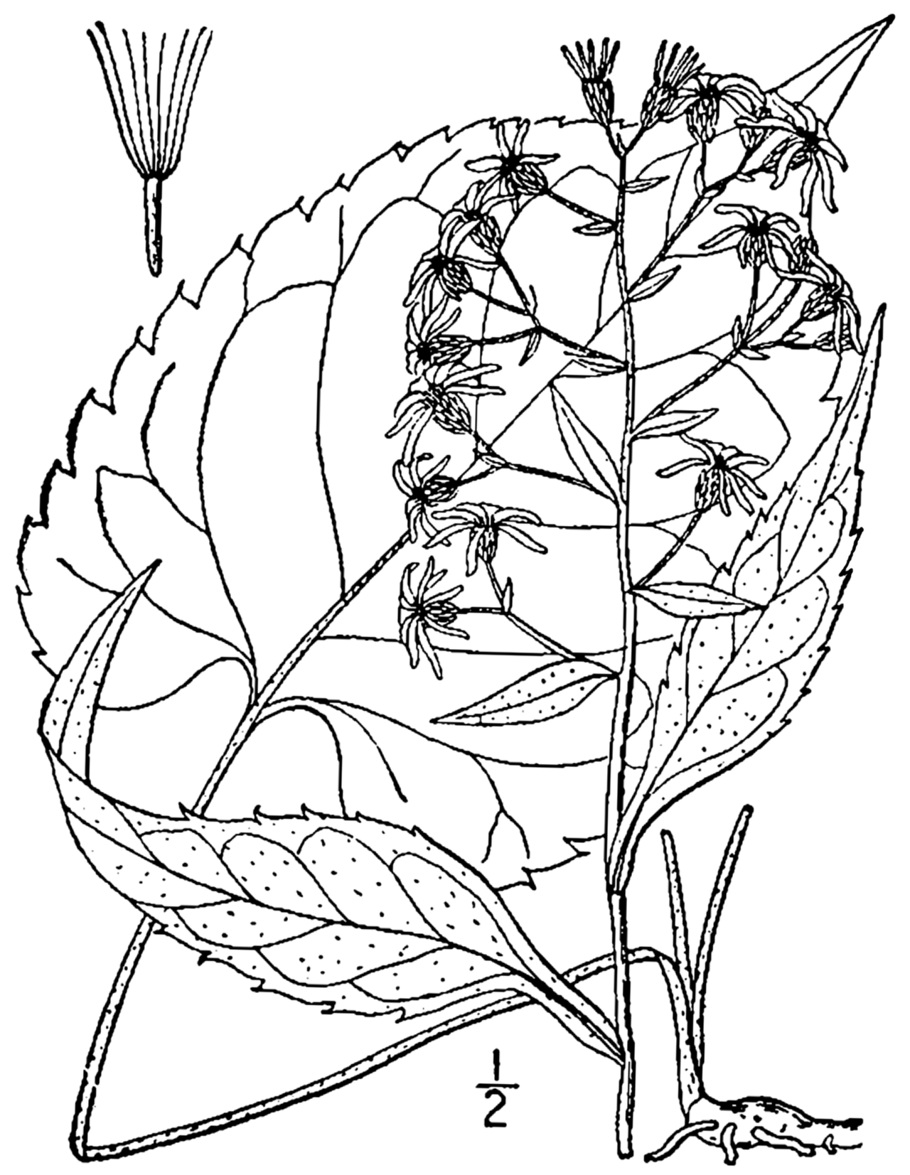 Eurybia schreberi