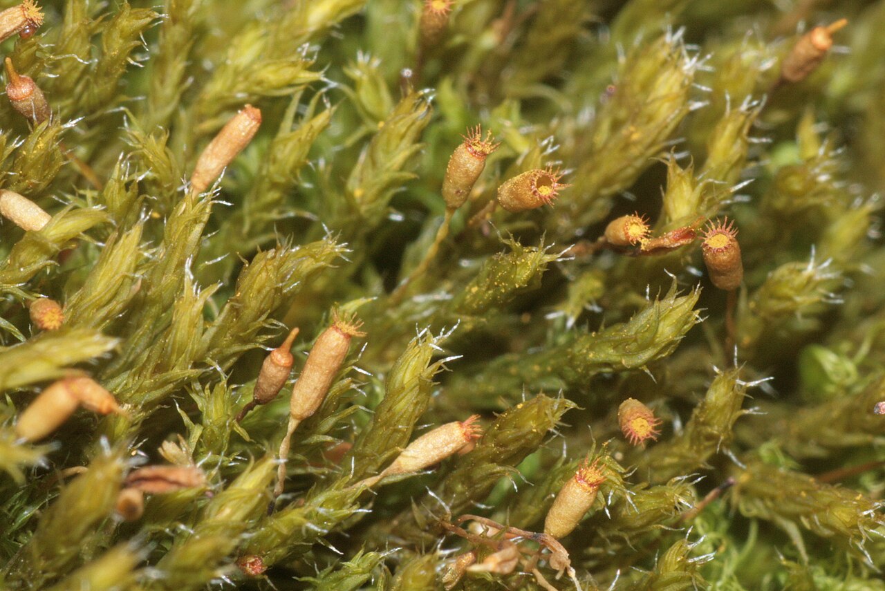 Bucklandiella sudetica