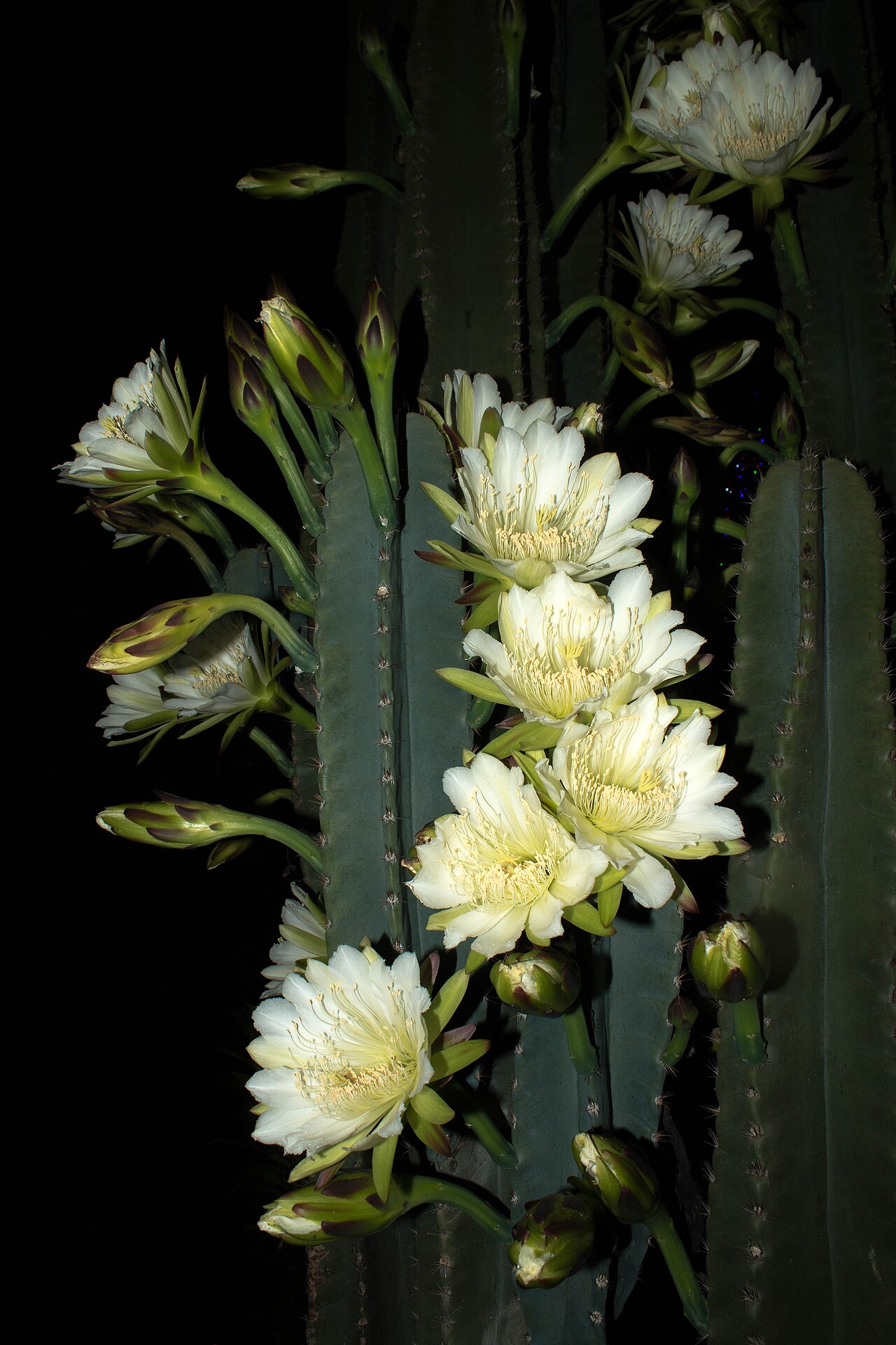 Cereus vargasianus