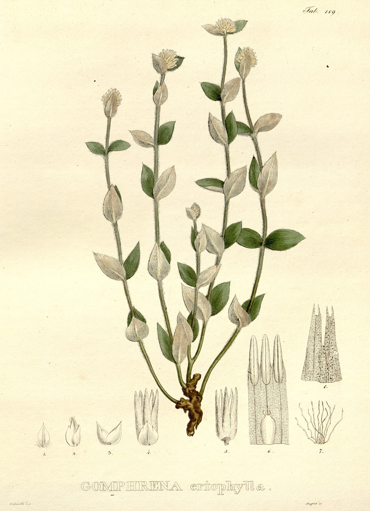 Gomphrena eriophylla