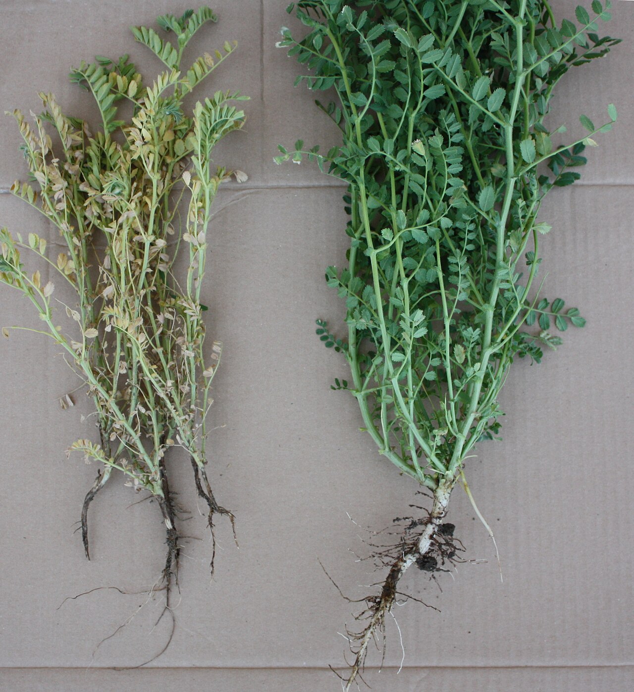 Fusarium solani