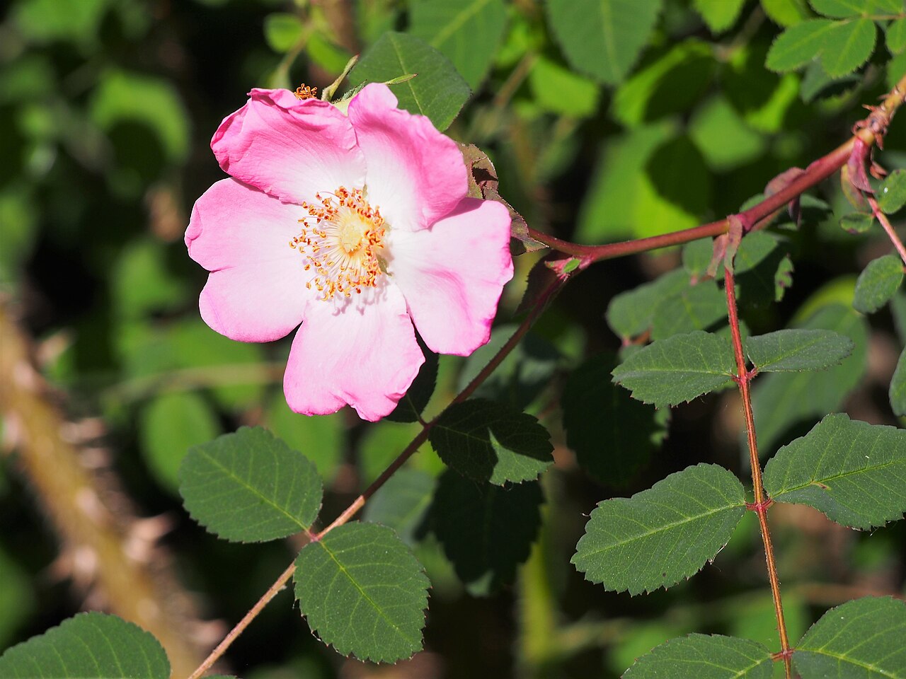 Rosa sweginzowii