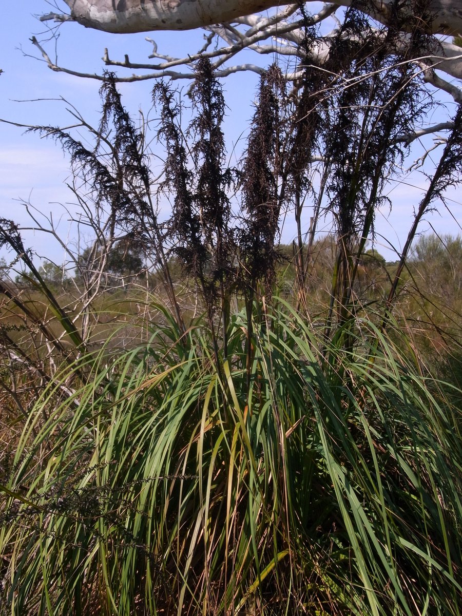 Red-fruit saw-sedge