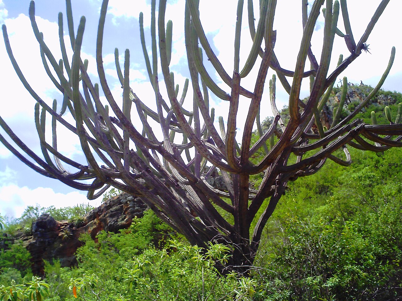 Pilosocereus splendidus