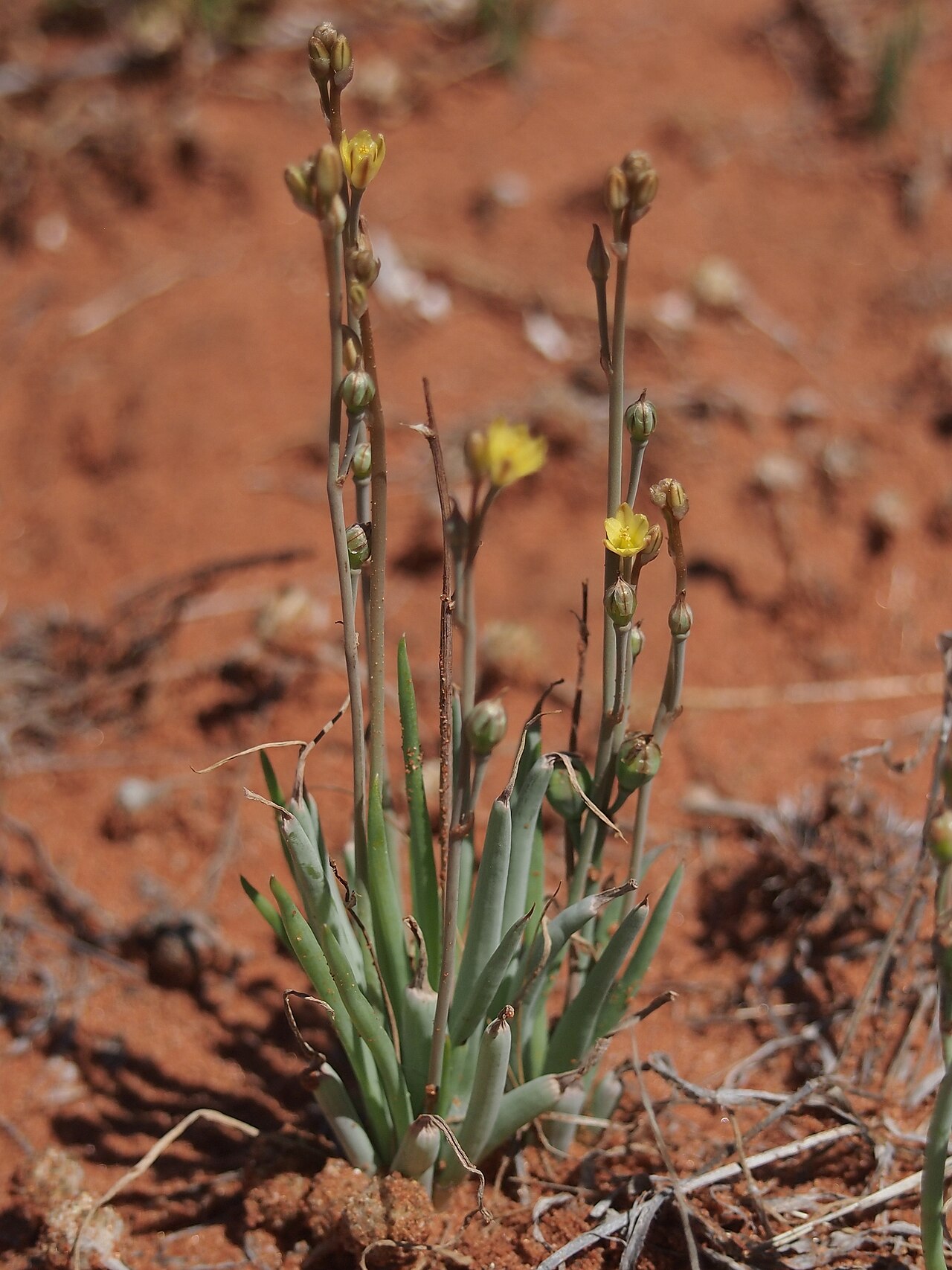 Leek lily