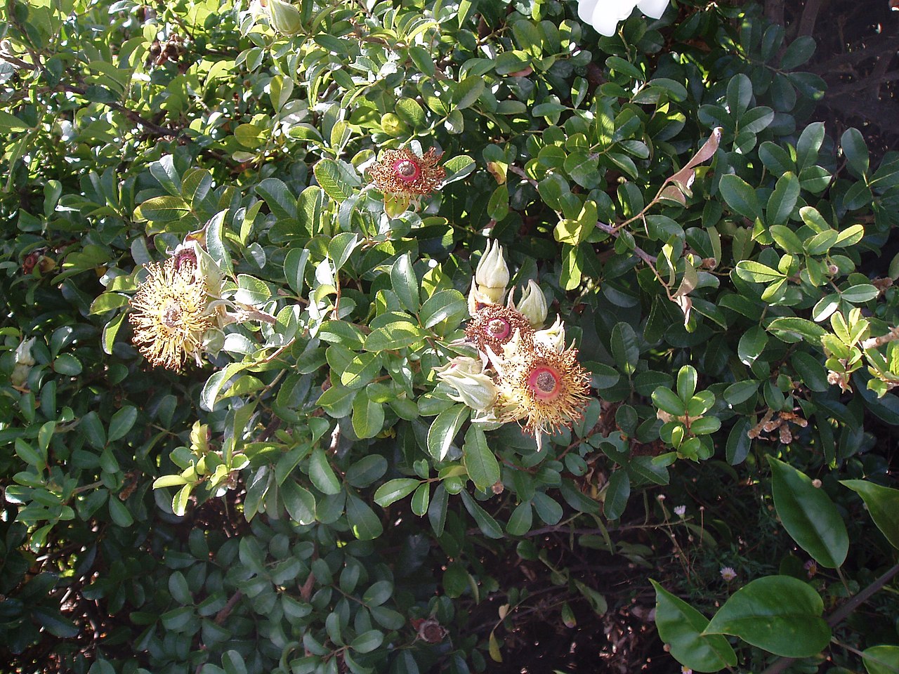 Macartney rose