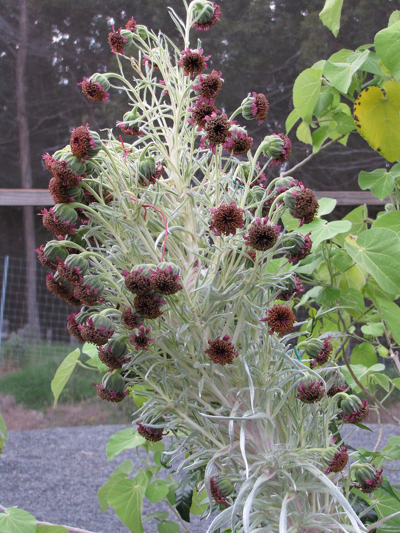 Argyroxiphium virescens