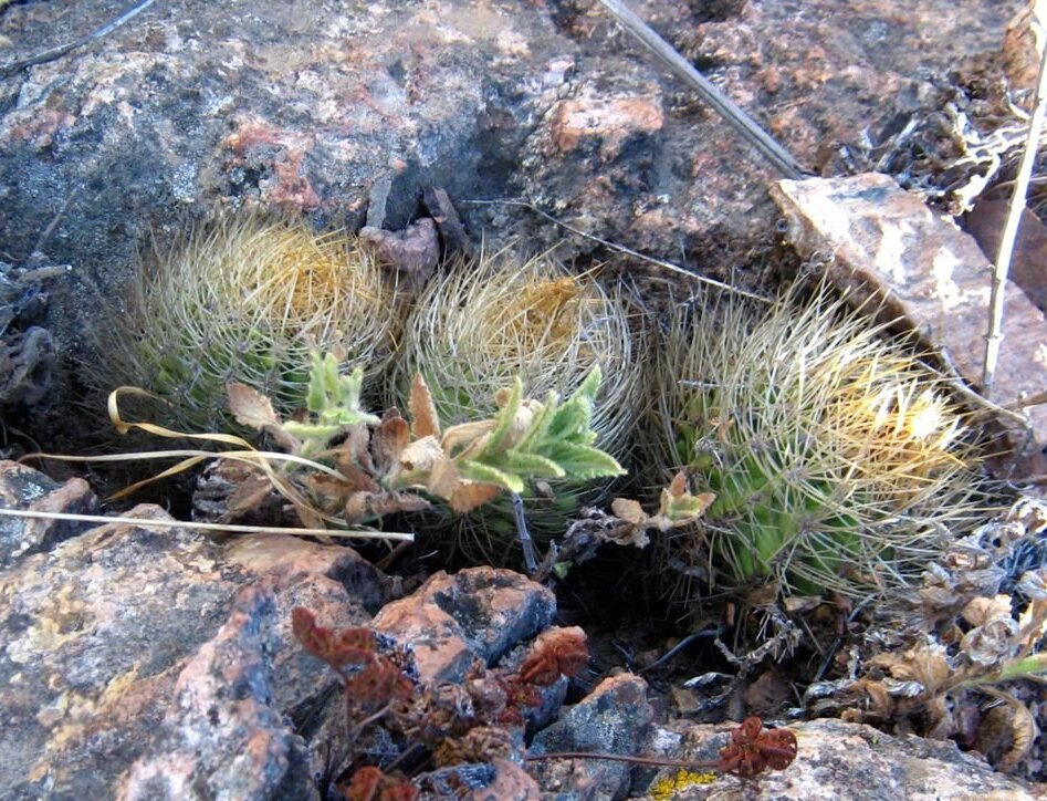 Eriosyce garaventae