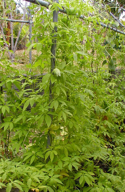 Cyclanthera pedata