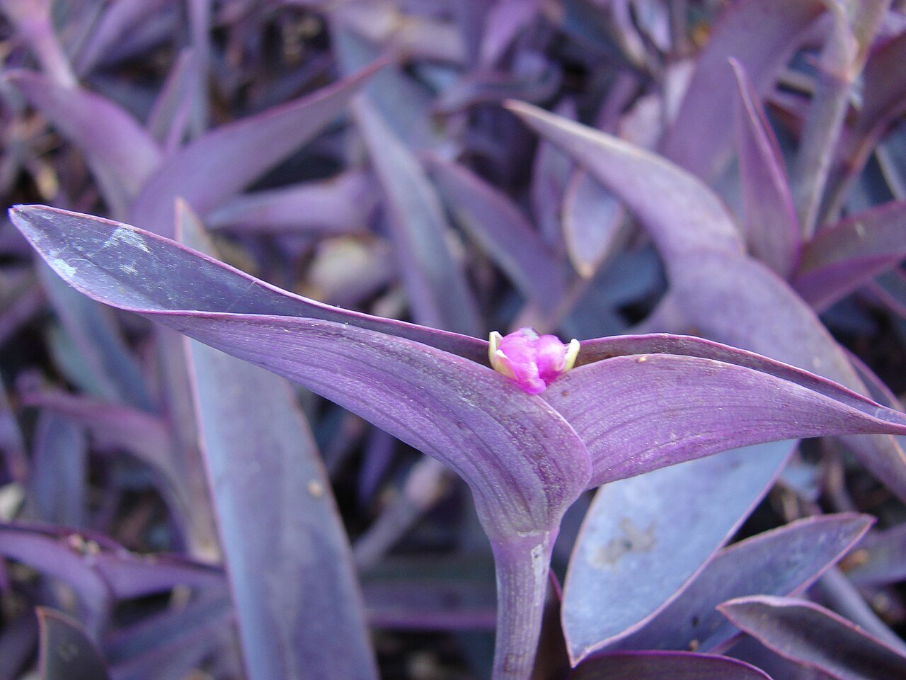 Tradescantia pallida